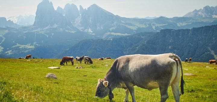 Ketoz Tedavisinde Monopropilen Glikol Kullanımı Nasıldır?