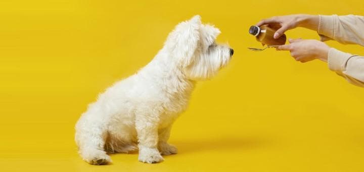 Metronidazolün Hayvanlar Üzerindeki Çalışmaları