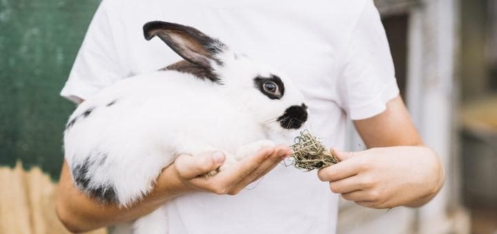 Organik Asitlerin Hayvan Beslenmesindeki Rolü Nedir?