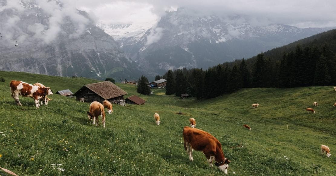 Tarım Ve Hayvancılıkta Potasyum Permanganat Kullanımı